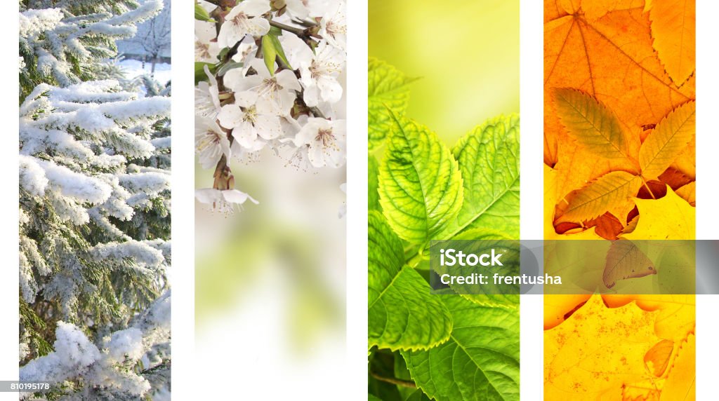 Four seasons of year Four seasons of year. Vertical nature banners with winter, spring, summer and autumn scenes Four Seasons Stock Photo