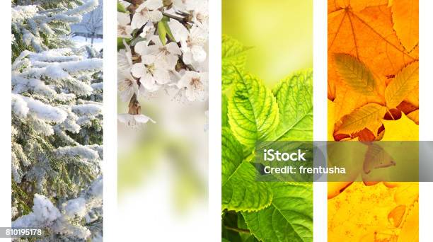 Four Seasons Of Year Stock Photo - Download Image Now - Four Seasons, Season, Change