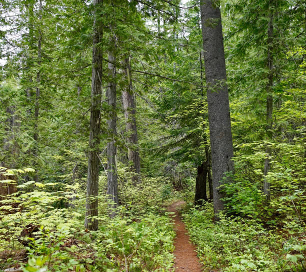 istock Agnes Creek Trail, Pacific Crest Trail, Glacier Peak Wilderness, Washington State, USA 810195572