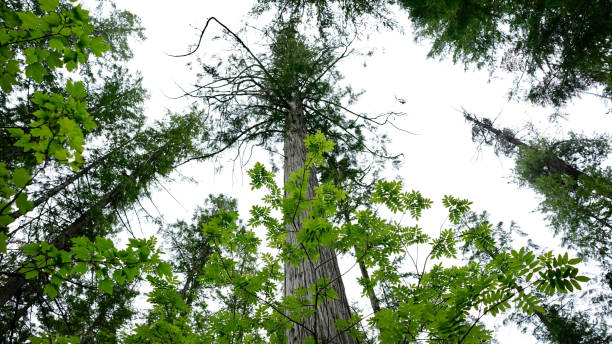 istock Agnes Creek Trail, Pacific Crest Trail, Glacier Peak Wilderness, Washington State, USA 810195670