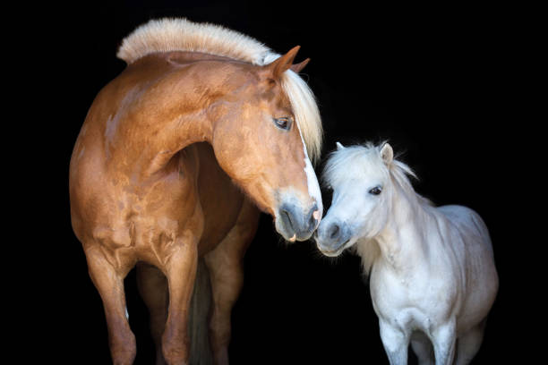 Two horses posing on black background. Red horse kissing a Shetland pony isolated on black background. pony photos stock pictures, royalty-free photos & images