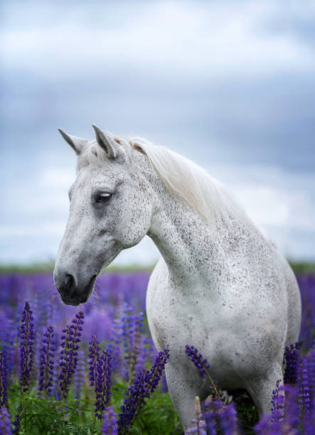 istock Horse posing among lupine flowers. 810207246