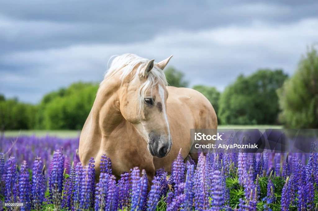 Retrato de un tejado. - Foto de stock de Caballo - Familia del caballo libre de derechos