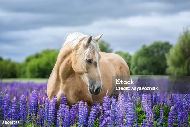 Retrato De Un Tejado Foto de stock y más banco de imágenes de Caballo - Familia del caballo - Caballo - Familia del caballo, Belleza, Flor