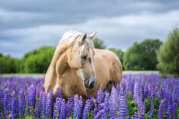 istock Portrait of a horse. 810207258