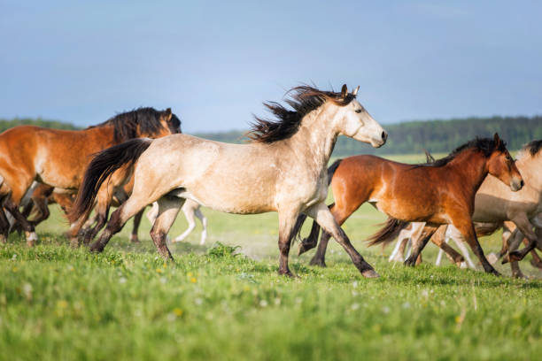 istock Group of horses on the pasture. 810207358