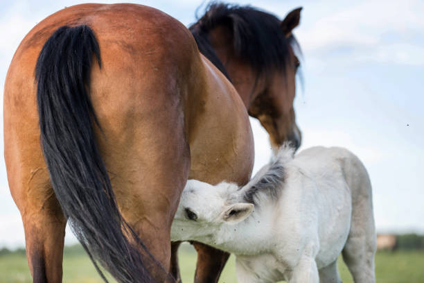 Foal sucks milk from a mare