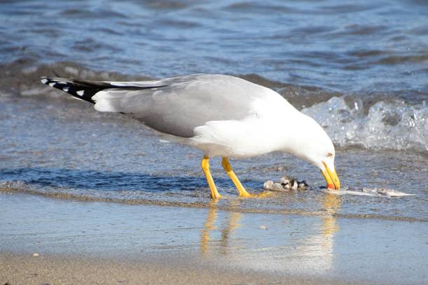 istock Seagull eating fish on the seashore 810216316
