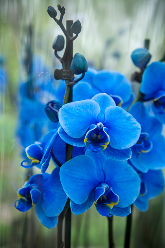 Blue orchid