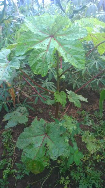 istock The Giant Okra Plant 810228020