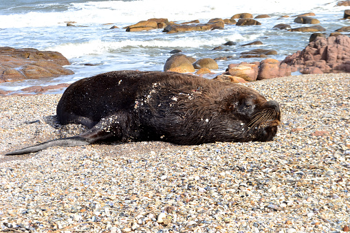 Sea wolf sleeping in the Cabo Polonio natural reserve, Uruguay