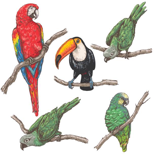 Tropical Birds Sketch Hand drawn birds set. Parrots and toucan sitting on branches isolated on white. Tropical fauna vector sketch. toucan white background stock illustrations