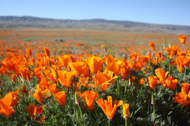 istock A Sea of Poppies 810243250