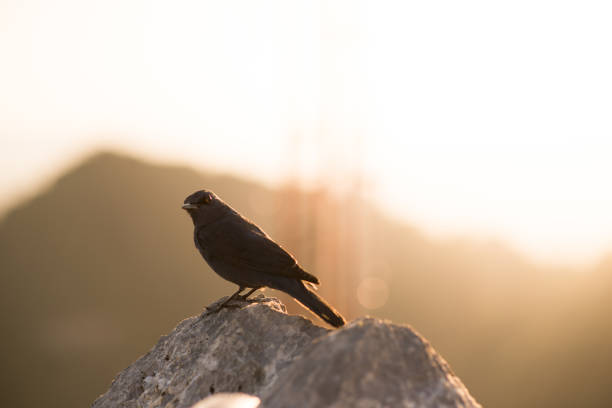Angry black bird is standing and looking at the camera with background of mountain and warm sunset.
