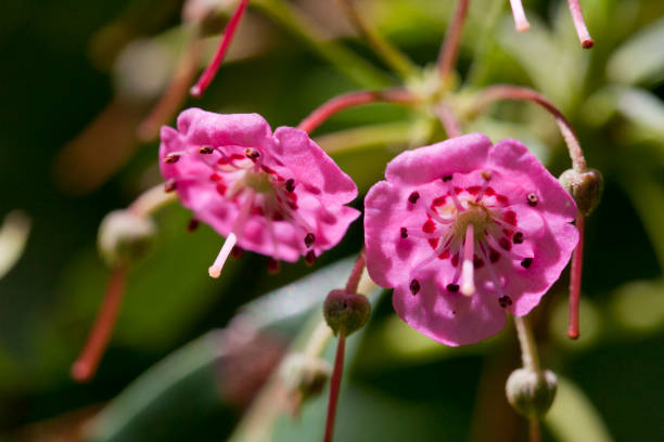 istock Sheep laurel - Kalmia angustifolia 810256832