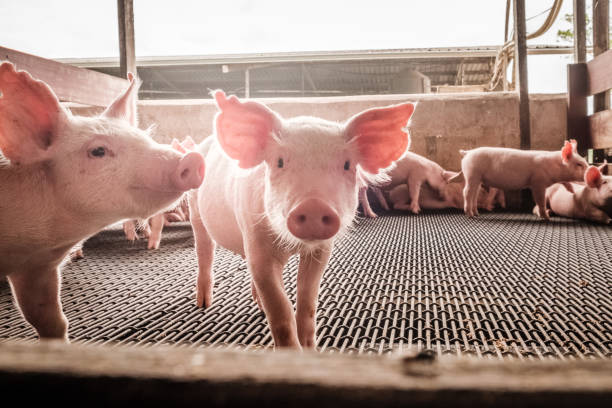 curioso los cerdos - cerdito fotografías e imágenes de stock