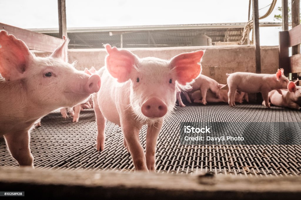 Curious pigs A curious pig looks through the fence. Pig Stock Photo