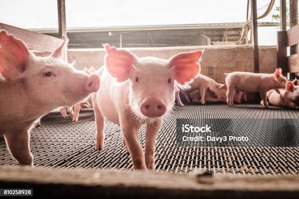 Curious Pigs Stock Photo - Download Image Now - Pig, Piglet, Farm