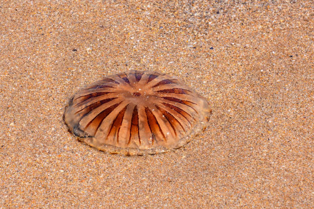 istock Empty mediterranean sand beach in south france 810260032