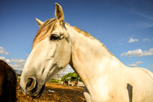istock Horse on a farm 810260316