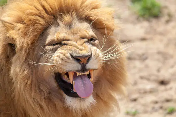 Photo of Lion pulling a funnny face. Animal tongue and canine teeth.