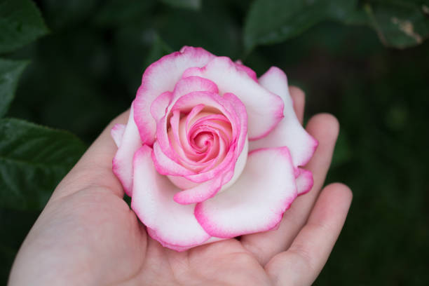 istock Beautiful colorful Rose Flower in hand 810272766