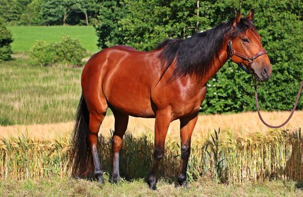 istock brown horse portrait 810275000