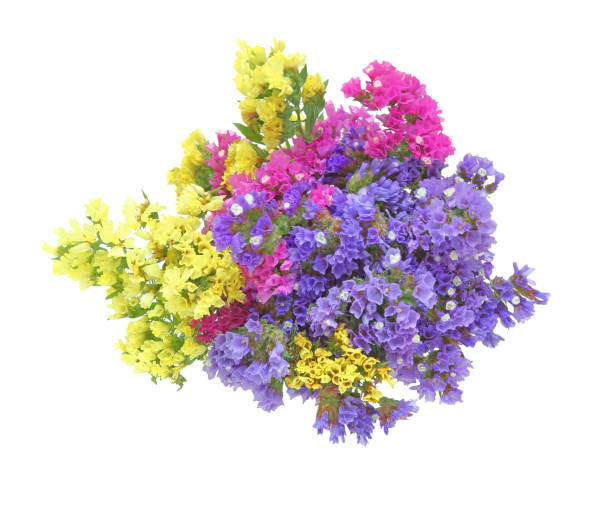 istock Bouquet of Limonium 810275218