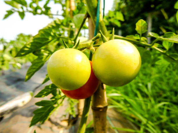 свежие помидоры растений - 7946 стоковые фото и изображения