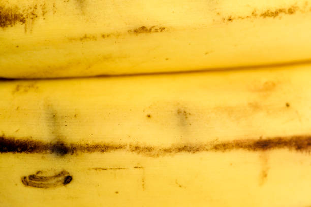 Free picture: Texture of yellowish brown ripe banana bark close-up