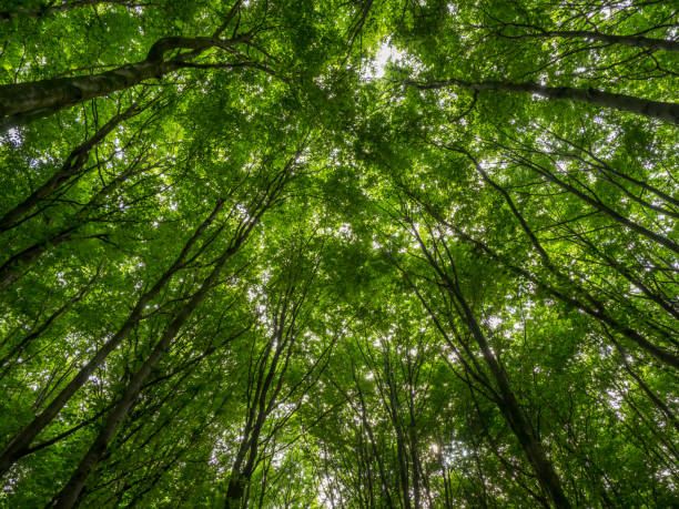 istock treetops with fresh green leaves  in the beechwood forest 810291038