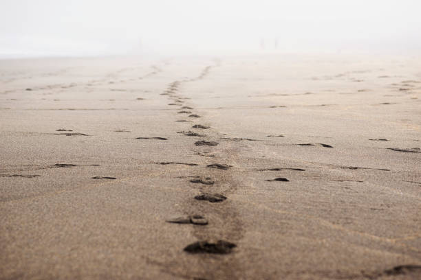 huellas  - sand footprint track following fotografías e imágenes de stock