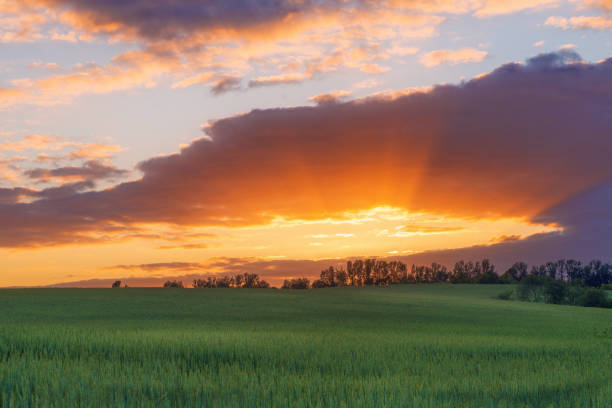 istock Field of wheat over summer cloudy sunset 810297936