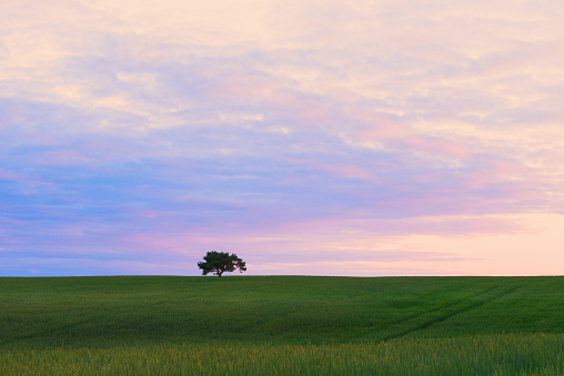 Alone tree in wheat field in evening time