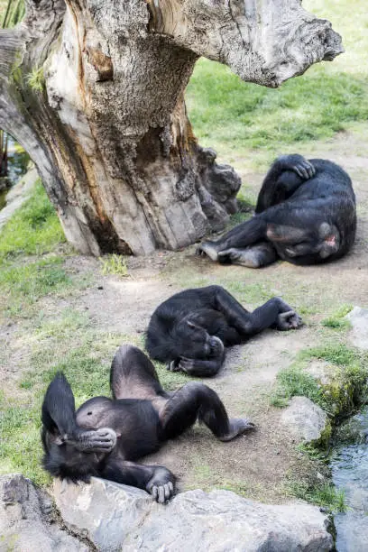 Three Chimpanzee Sleeping near the stream.