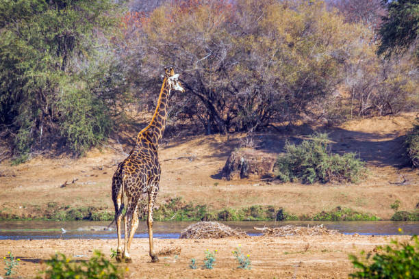 istock Giraffe in Kruger National park, South Africa 810300954
