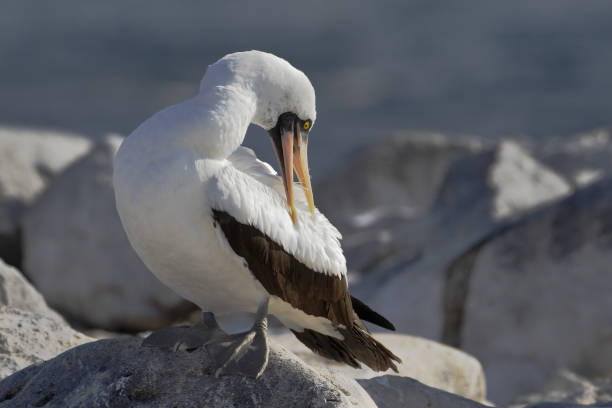istock Nazca booby (Sula granti) on rock, Punta Suarez, Espanola, Galapagos Islands 810303172