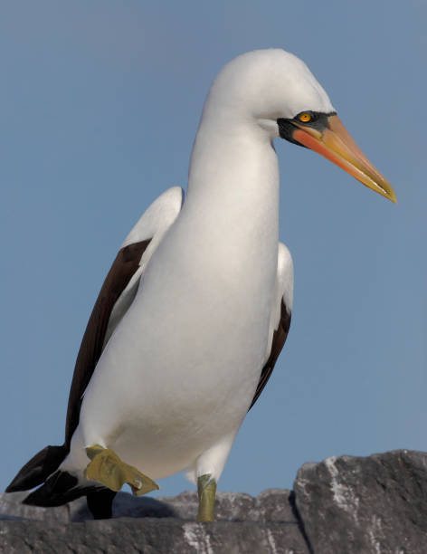istock Nazca booby (Sula granti) on rock, Punta Suarez, Espanola, Galapagos Islands 810303318