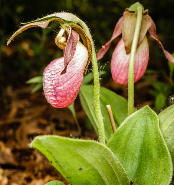 istock Pink Lady's Slipper Flower 810303542