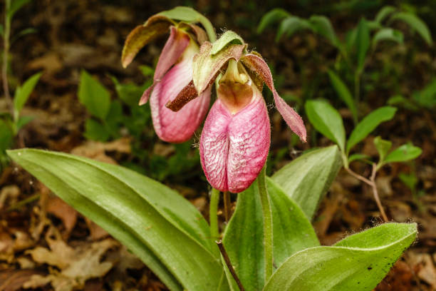 istock Pink Lady's Slipper Flower 810303546