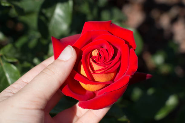 istock Beautiful colorful Rose Flower in hand 810313038