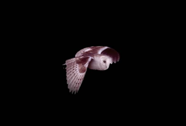 istock barn owl bird in flight flying isolated on a black background 810326810
