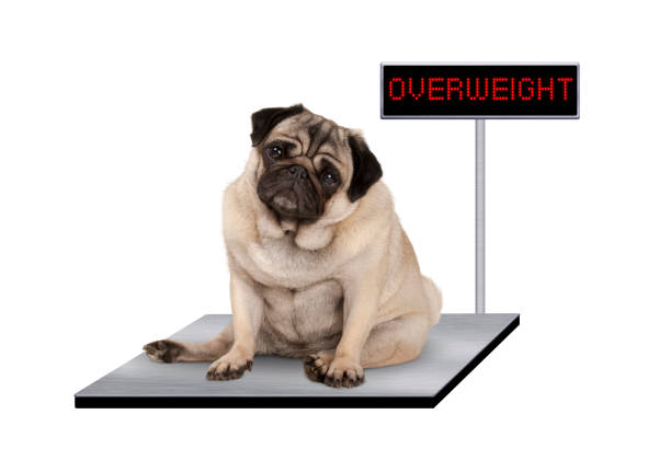 heavy fat pug puppy dog sitting down on vet scale with overweight led sign - animal fat imagens e fotografias de stock