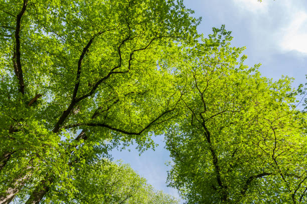 istock Large trees in the Norwegian Royal park in summer. 810350274