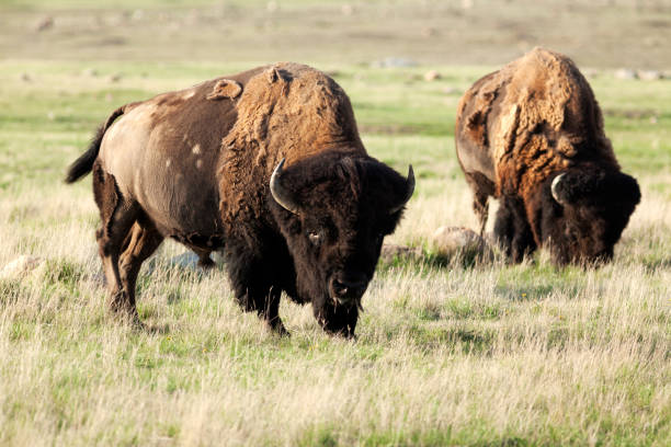 istock Grasslands National Park Saskatchewan Canada 810350854