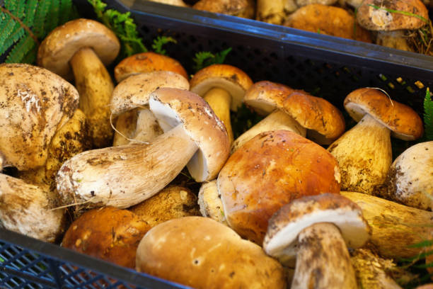 Fresh Porcini Mushroom in Italy Market Fresh porcini mushroom presented in an Italy market. Photographed on location in Rome, Italy. porcini mushroom stock pictures, royalty-free photos & images