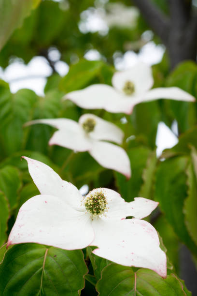 istock White flowers blooming in summer mountains 810359814