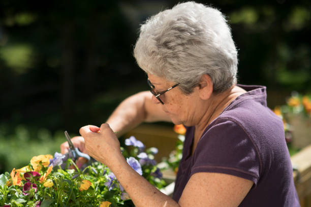 istock 65-years-old active senior silver haired woman gardening at the backyard 810364898