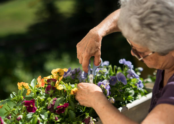 istock 65-years-old active senior silver haired woman gardening at the backyard 810364902