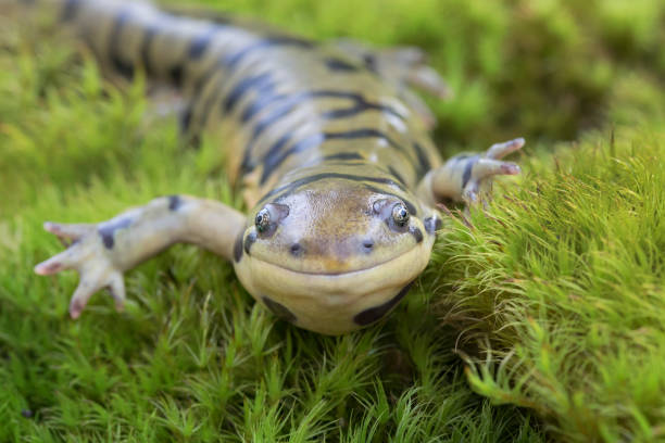 prohibió la salamandra tigre (ambystoma mavortium) sonriendo en moss - salamandra fotografías e imágenes de stock